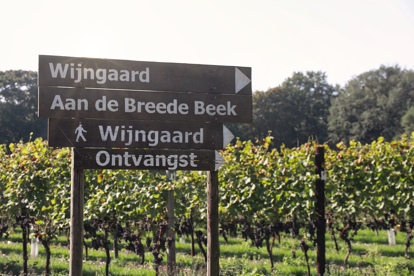 Dutch winery Wijngaard Aan de Breede Beek