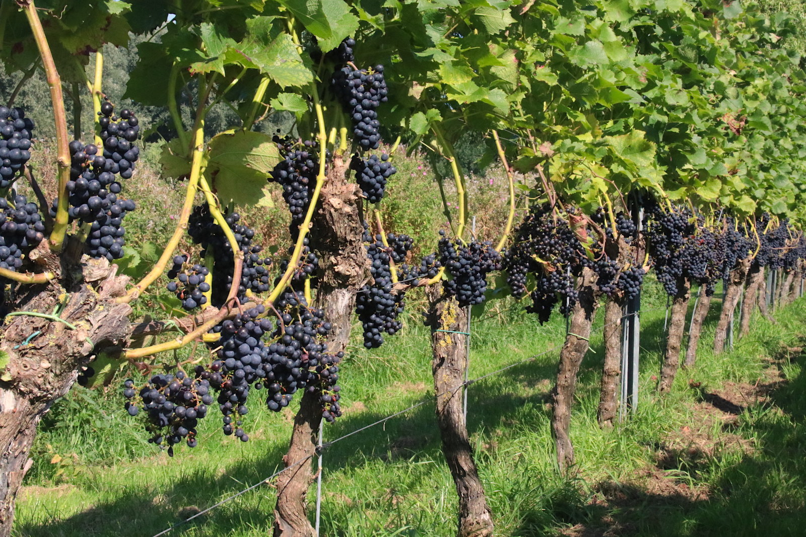 Cabernet Cortis grape variety at Wijngaard De Amsteltuin