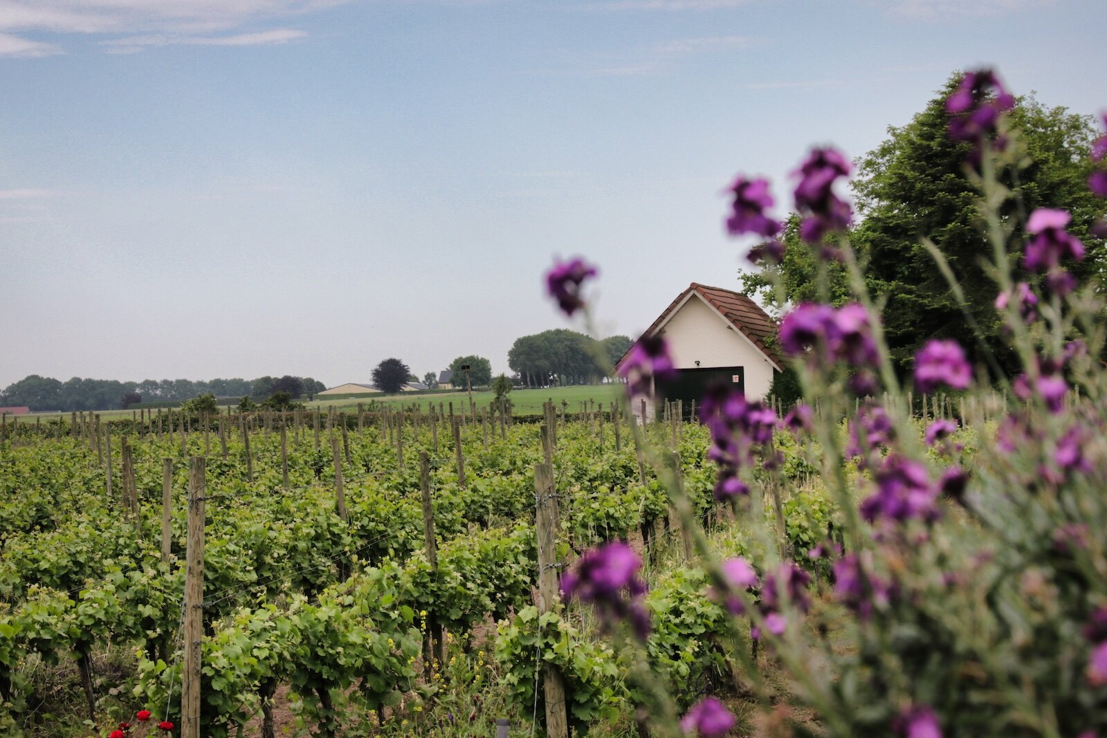 Vineyards of Wijnhoeve De Colonjes in Groesbeek