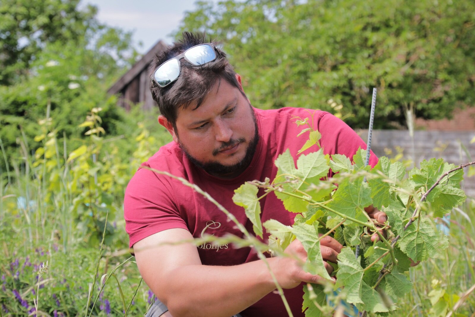 Dutch winemaker Adam Dijkstra of Wijnhoeve De Colonjes