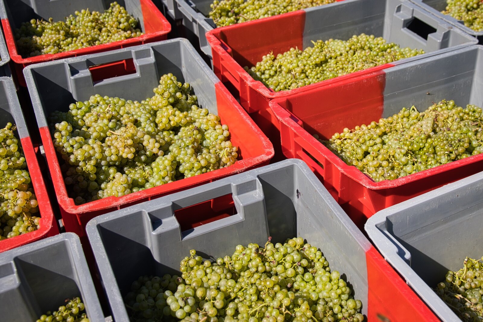Chardonnay grapes from the Raarberg vineyard