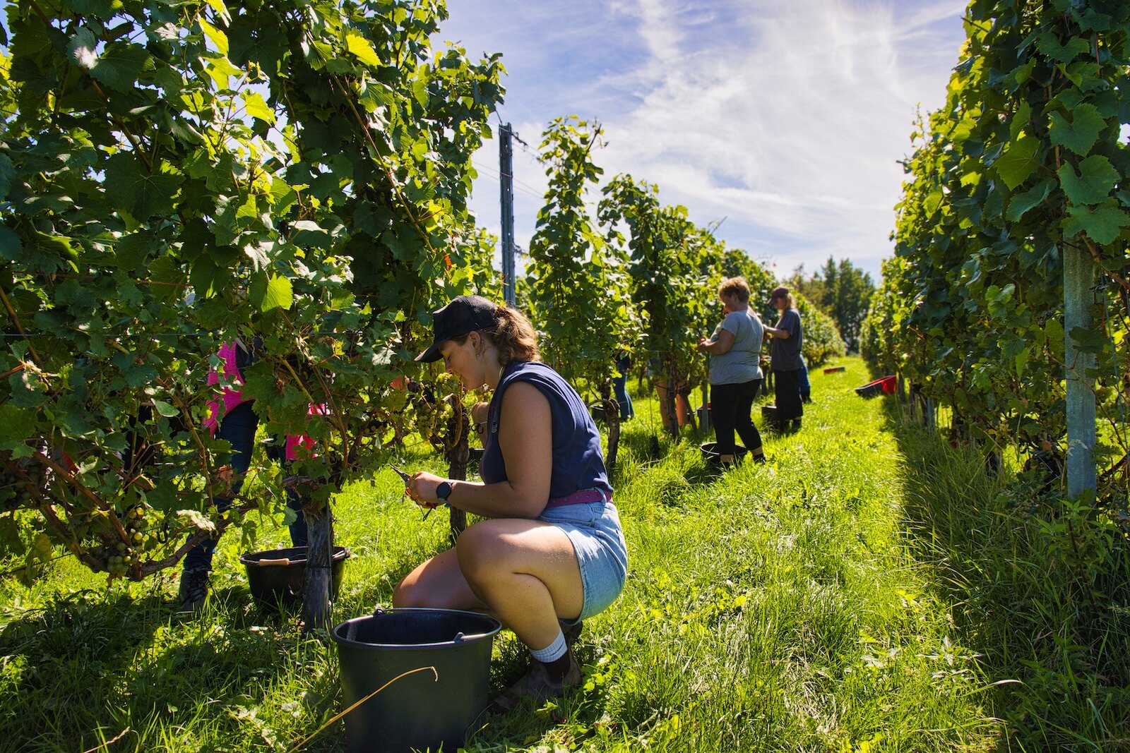 Harvesting Chardonnay grapes at the Raarberg vineyard