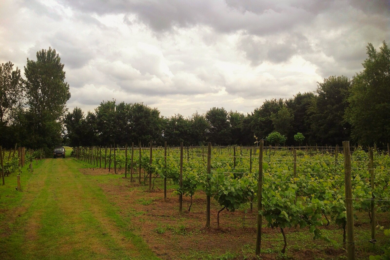Vineyards of Domaine d'Heerstaayen