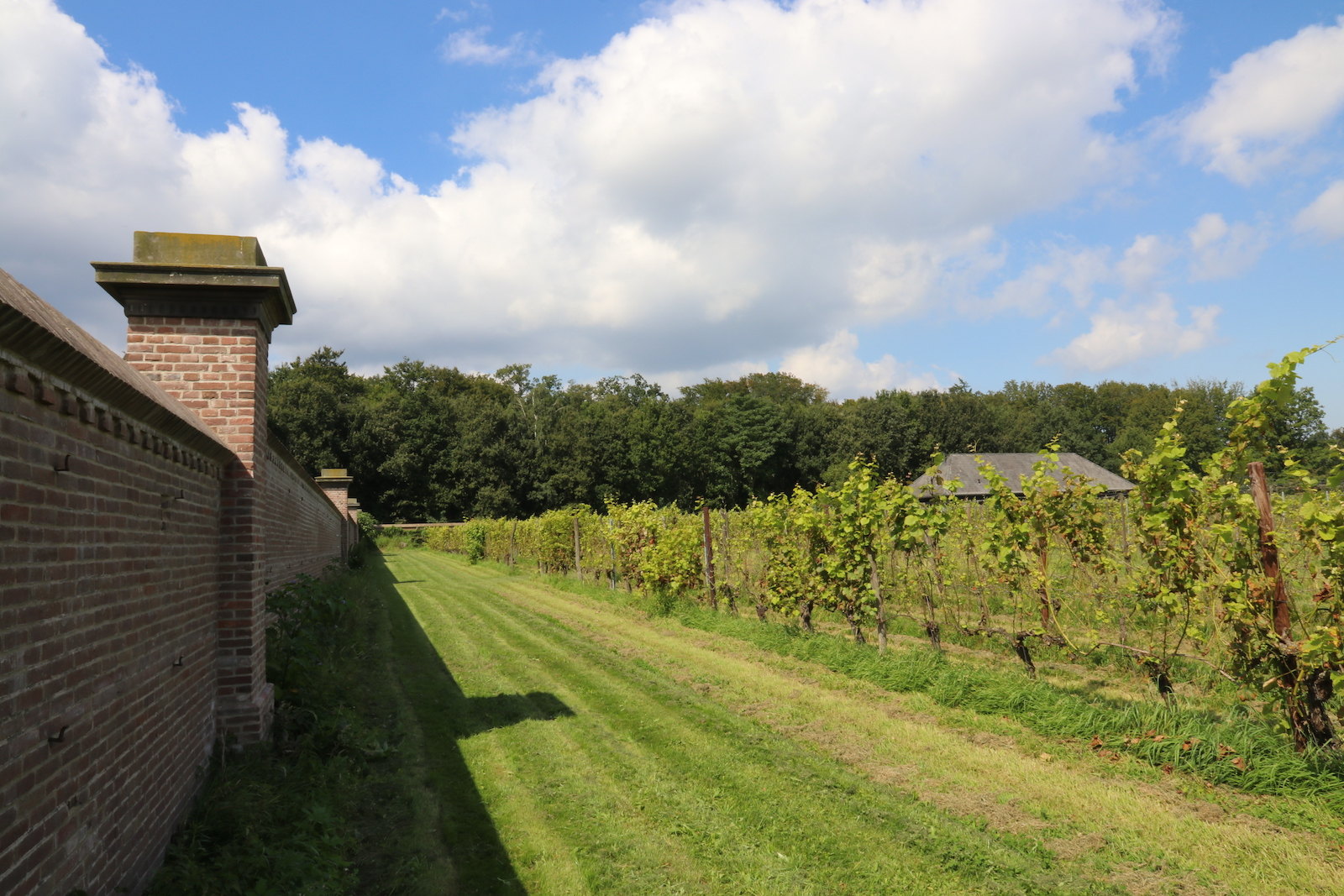 Walled vineyard of Domein Hof te Dieren