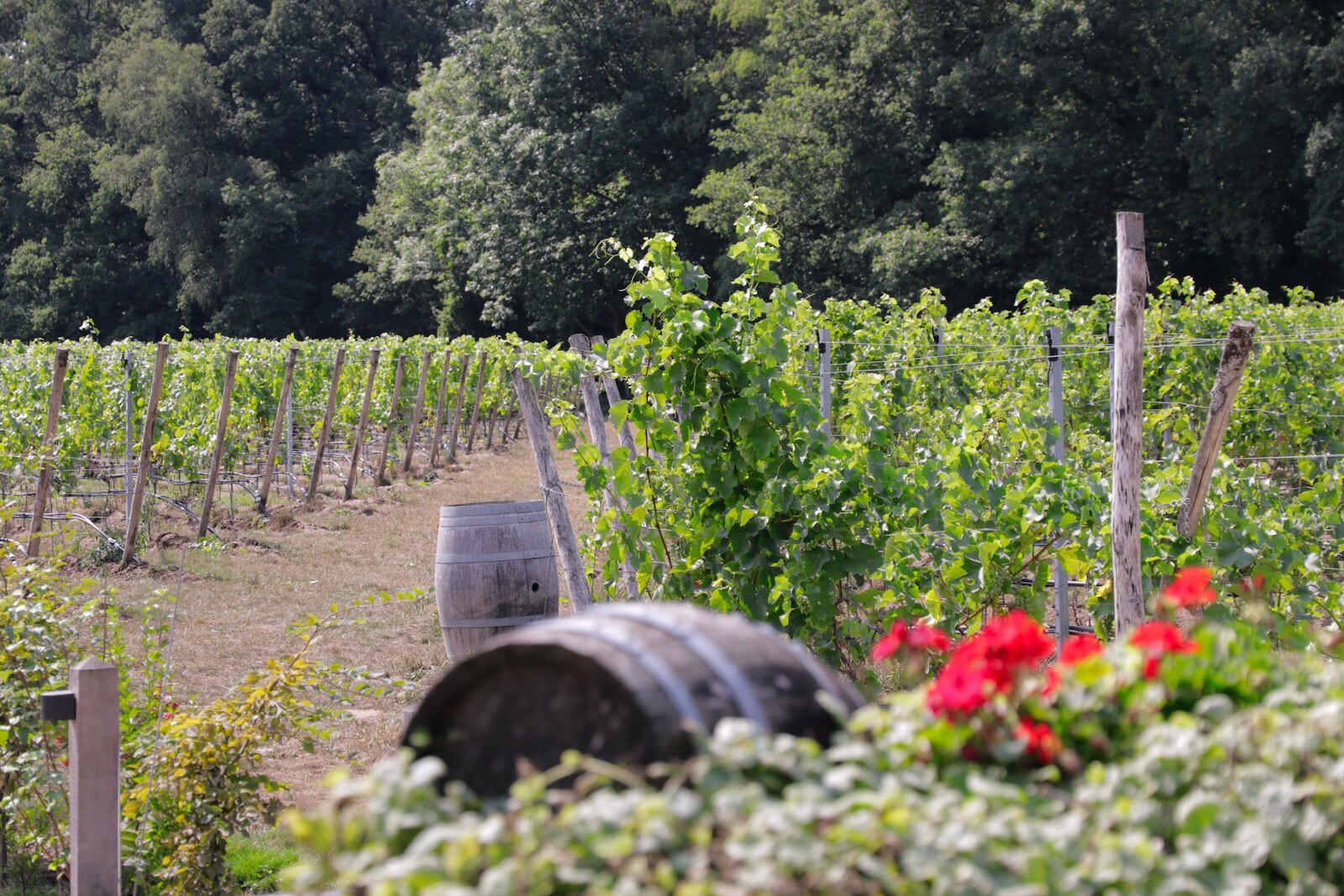 Vineyards of winery Hof van Twente