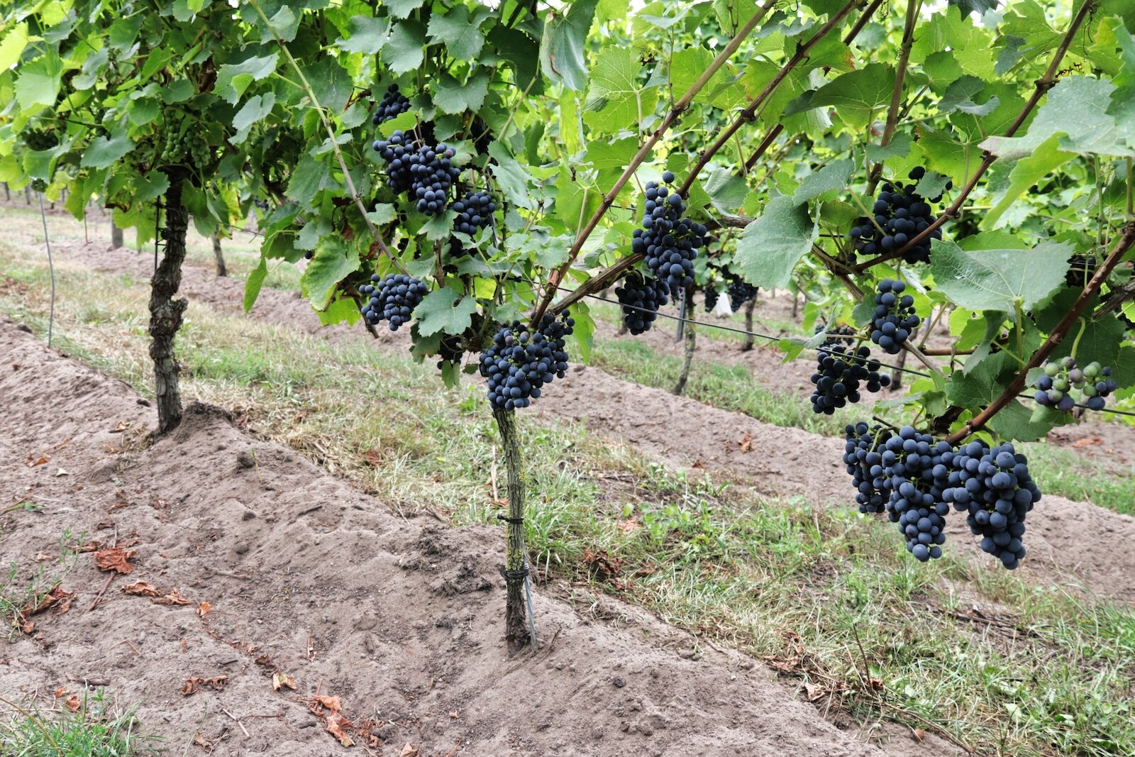 Vineyard Wijngaard Hof van Twente