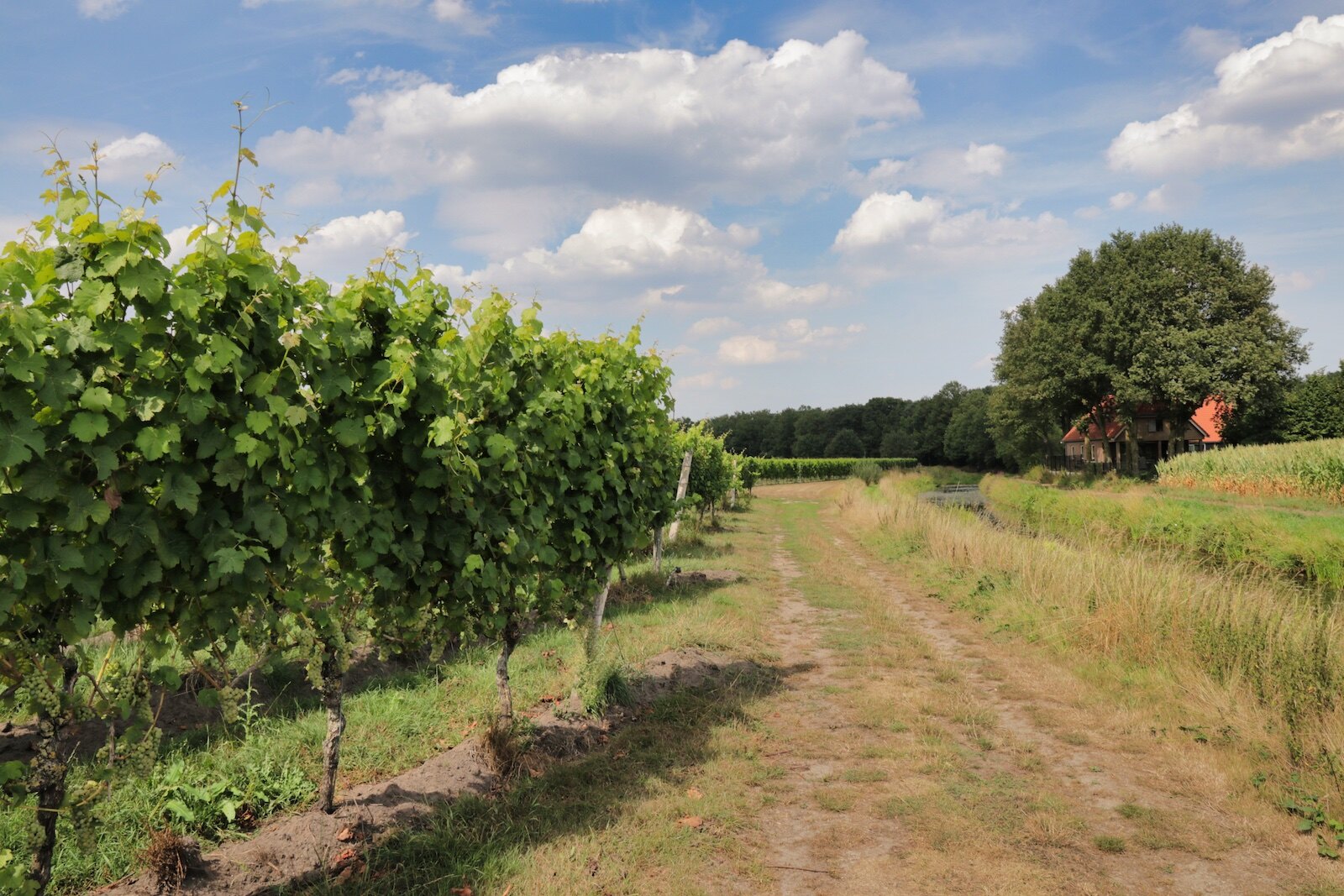 Vineyards of Wijngaard Hof van Twente 