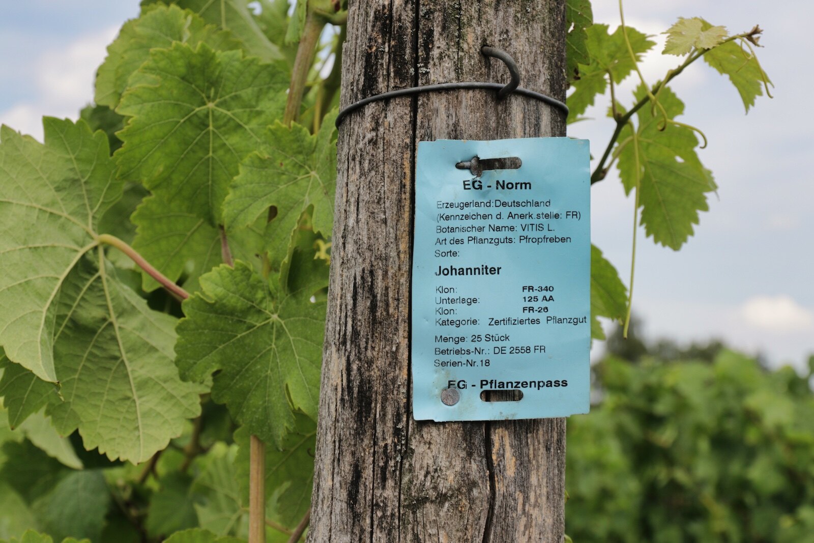 Johanniter, white grape variety at Dutch winery Wijngaard Hof van Twente 