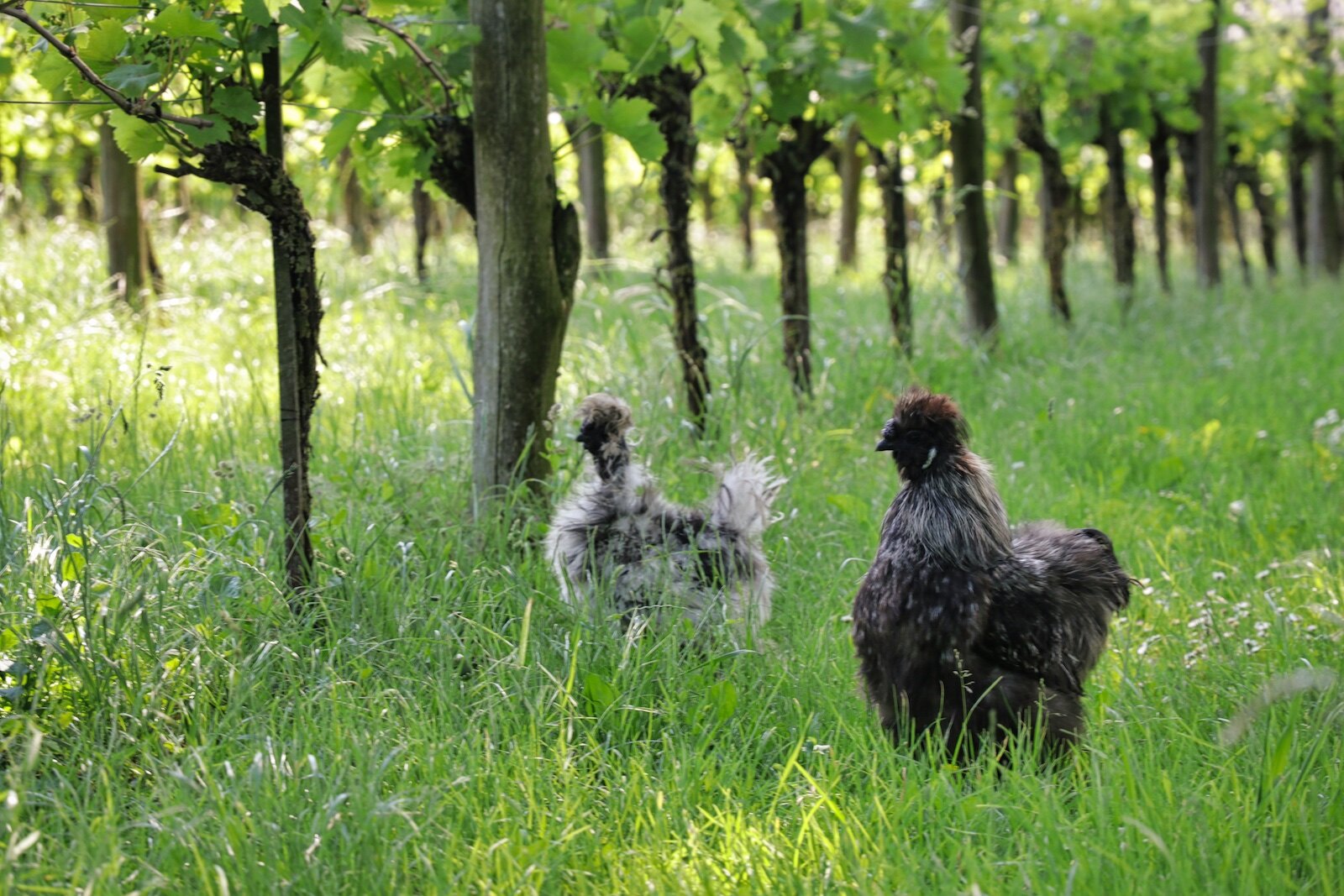 Chickens in the vineyard at Wijngoed Montferland