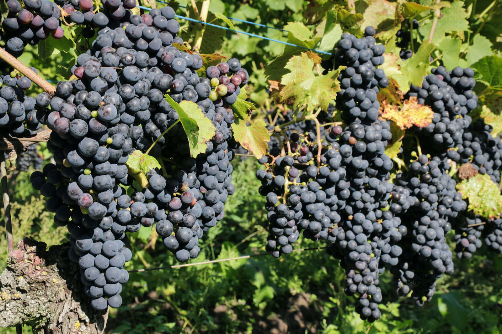 Regent grape variety at Wijngoed De Reestlandhoeve