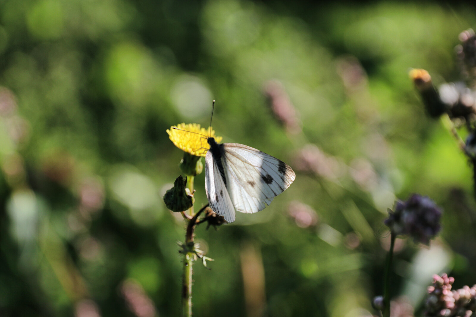 Wildflowers attract many butterflies in the vineyards of Wijngoed De Reestlandhoeve