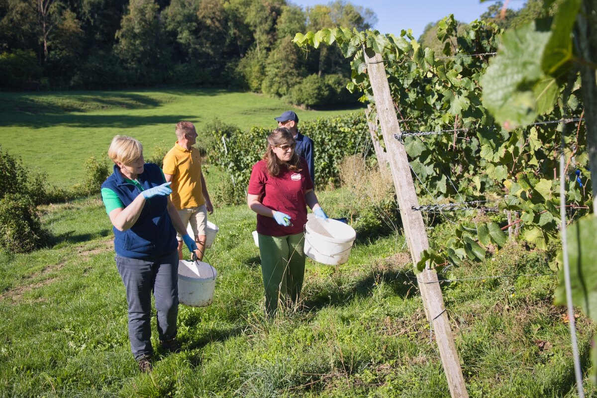 Grape pickers at Wijndomein Stokhem