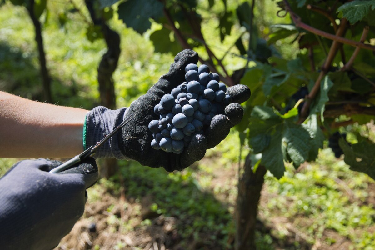 Handpicked Pinot Noir grapes at Wijndomein Stokhem