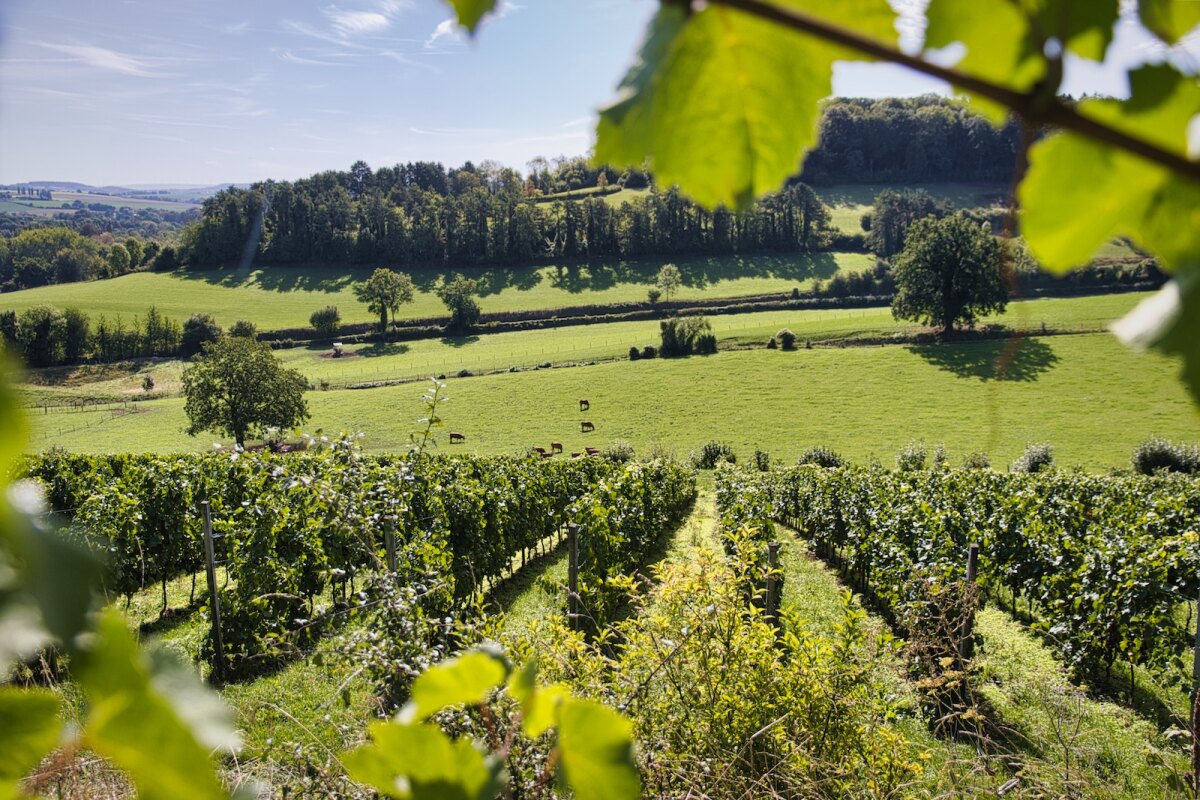 Vineyards of Wijndomein Stokhem in South Limburg