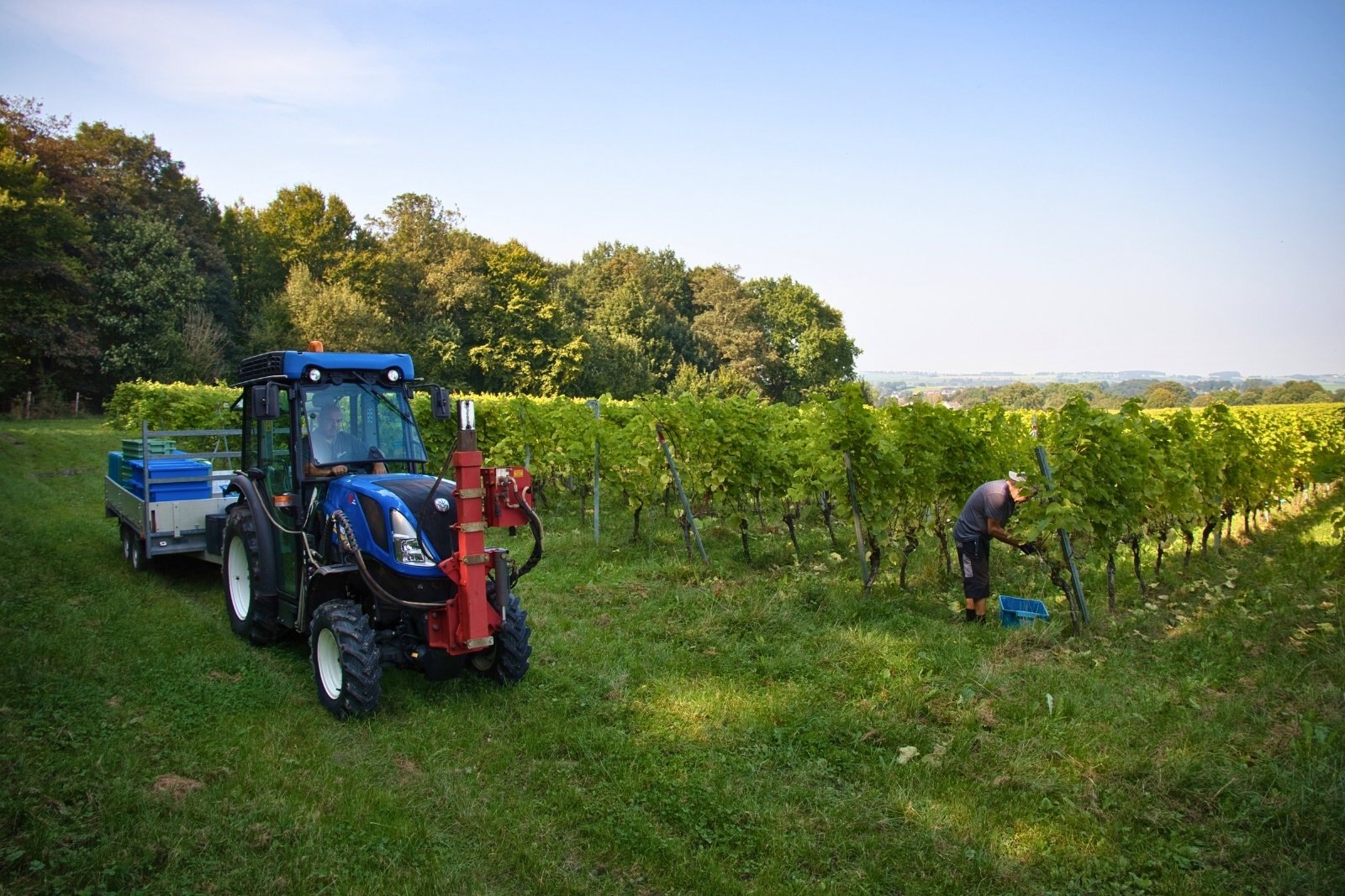 Harvesting at St. Martinus vineyards in South Limburg