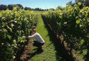 Belgian winemaker Joyce Kékkö-van Rennes at work in the vineyards