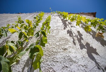 Hop plante groeien langs de muur achter Samos Beer brouwerij