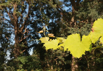 Dutch winery Wijngaard Aan de Breede Beek is situated in the woods of Slichtenhorst estate.