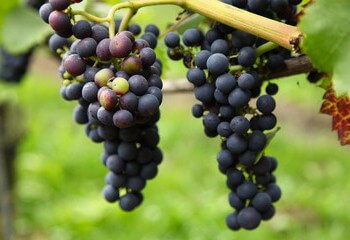 Hybrid grape variety Regent is a common sight in Dutch vineyards.