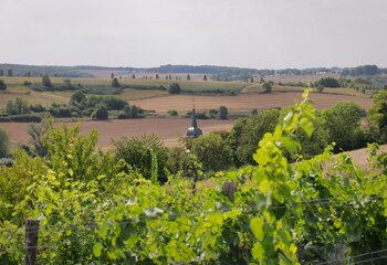 The vineyards of Domein Aldenborgh, overlooking the village of Eys.