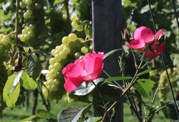 Roses at the end of a vine row at Wijngaard De Amsteltuin