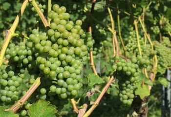 Bunches of grapes at Wijngaard De Amsteltuin