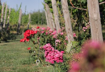 Roses at the beginning of each vine row at winery Auansati