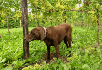 Winery dog of Betuws Wijndomein