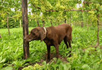 De wijngaard hond van Betuws Wijndomein