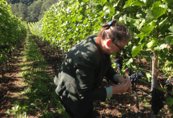 Belgian winemaker Jeanette van der Steen, owner of Château Bon Baron