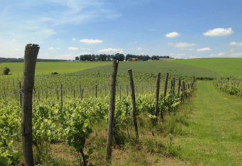 The vineyards of Wijnhoeve De Colonjes just outside Groesbeek