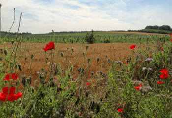Poppies in the fields around the vineyards