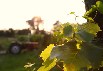 Sunset over the vines of organic Dutch winery Wijngaard Dassemus