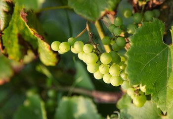 Johanniter grape variety at organic Dutch winery Wijngaard Dassemus