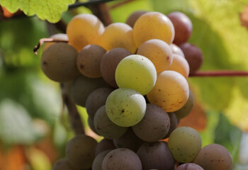 Pinot Gris varietal at Domein Aldenborgh in southern Limburg