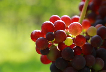 Druiven bij Wijngaard De Frysling