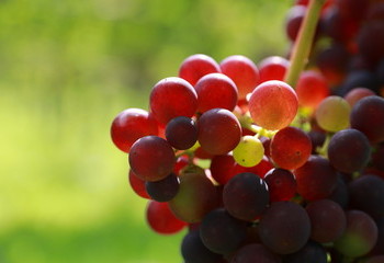 Wijngaard De Frysling grape variety 