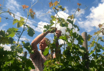 Dutch winemaker Job Huisman at work at Wijnboerderij \'t Heekenbroek