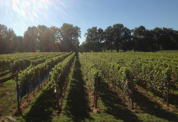 Vineyards of Dutch winery Wijngaard Hof van Twente