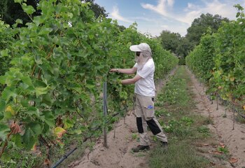 Grape selection in the vineyards of winery Hof van Twente