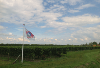 Vineyards of Wijnhoeve De Kleine Schorre