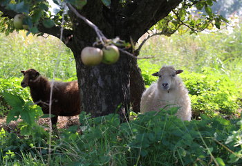 Natural lawn mowers at Wijndomein Oude Waalstroom