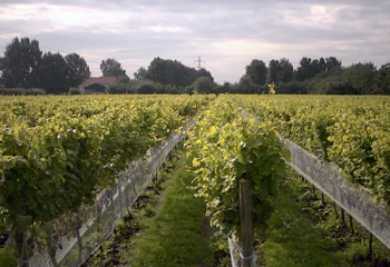 Vineyards of Dutch winery Wijngoed De Reestlandhoeve