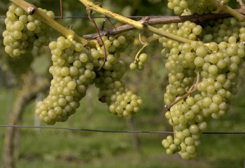 Johanniter grape variety, a popular variety in vineyards in The Netherlands 