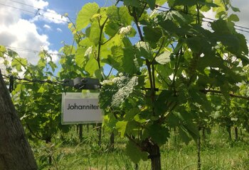 Johannitter druivenras is ook aangeplant bij Wijnboerderij t Heekenbroek