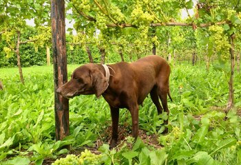 Ook een wijndomein in de Betuwe kan niet zonder hond