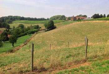 Vineyards of Domein De Wijngaardsberg in Limburg