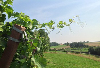 Vineyards of Domein De Wijngaardsberg