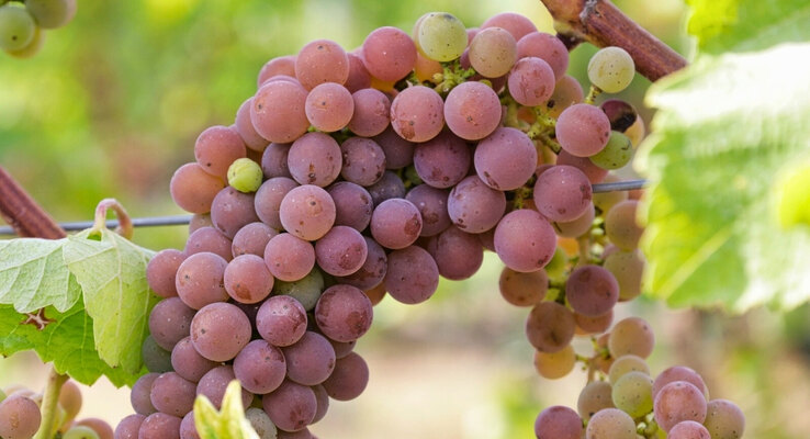 Netherlands: Wines from Ambt-Delden (PDO)