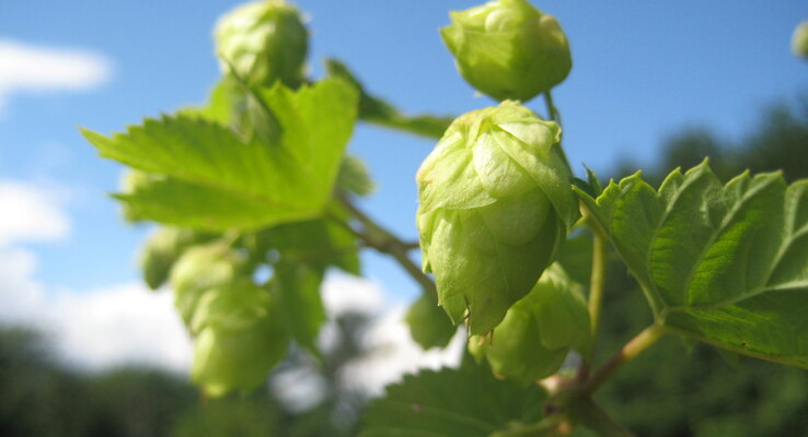 Beer Class: Dry-hopped Lagers